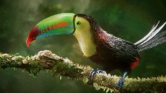 Keel-billed Toucan