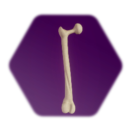 Femur
