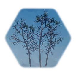Detailed Berch Trees