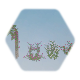 Climbing Rose