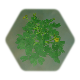 Plant - Yellow Sorrel