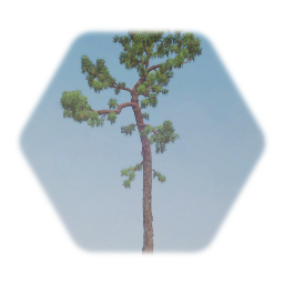 Slash Pine