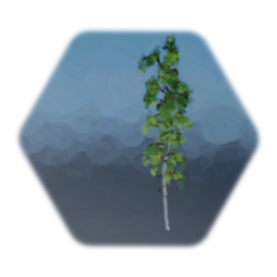 White Birch 2