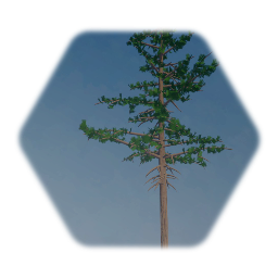 Western White Pine