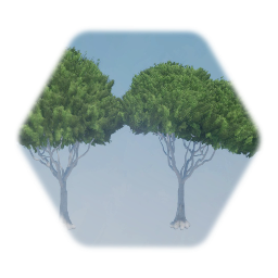 Laurel Fig Tree (L.A street tree)