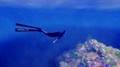 The Reef: Diving Concept