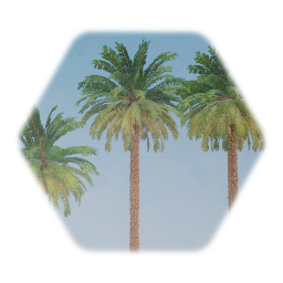 Sylvester Date Palm