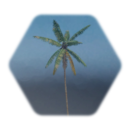 palm tree