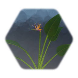 Bird of Paradise (Flowering Plant)