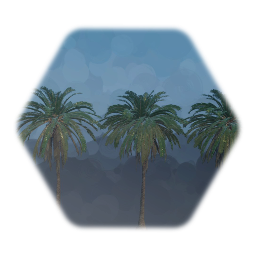 Date Palm tree