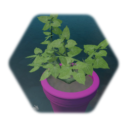 Potted plant (16) (Gooseberry)