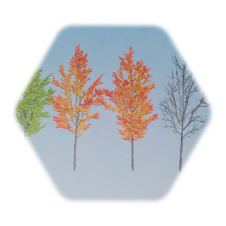 Red Maple Tree