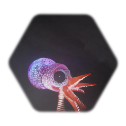 Bobtail Squid
