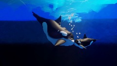 Orca love