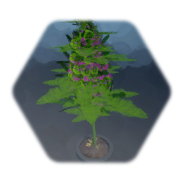 Weed plant animate and collectable