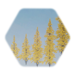 Eastern Tamarack Larch Tree