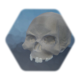 Human skull no jawbone