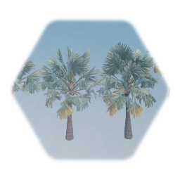 Bismarck Palm Tree
