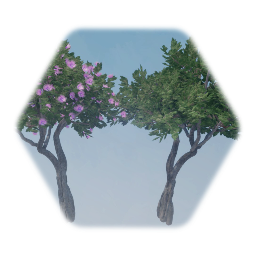 Hibiscus Tree