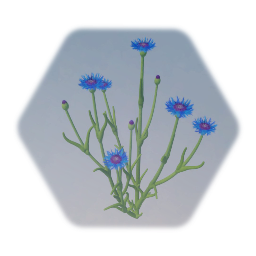 Cornflower