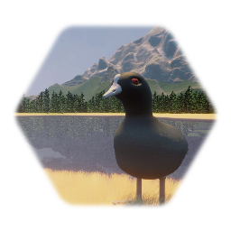 American coot
