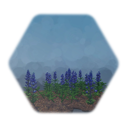 Large Lupin Cluster
