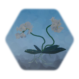 White Orchid - Phaleonopsis