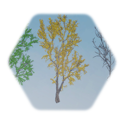 Eastern Cottonwood Tree