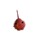 Opylesh1