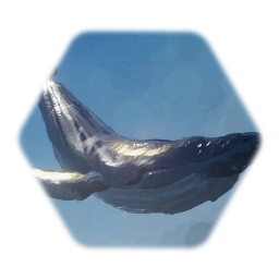 Humpback Whale