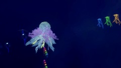 Peaceful Jellyfish Ocean