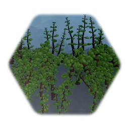 Spekboom succulent