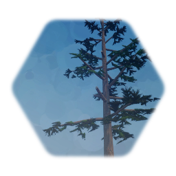 Pine Tree 2024