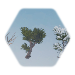 Bristlecone Pine Tree