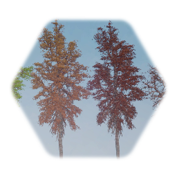 Pin oak tree v2