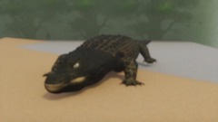 Alligator boom (Meme )