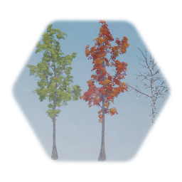 Scarlet Oak (Street)