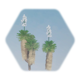 Pamilla Yucca