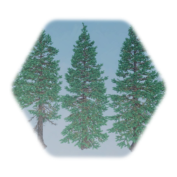 Realistic White Spruce Tree