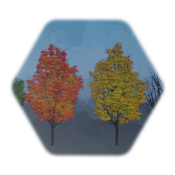 Sugar Maple Tree, Tall