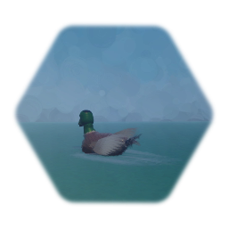Malard Duck