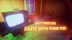 BUTTERFLIES TASTE WITH THEIR FEET