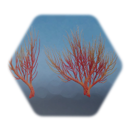 Southern Sea Fan Coral