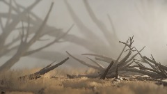 Abandoned Forest