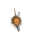 mimiroxyluna
