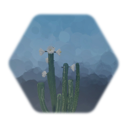 San Pedro Cactus