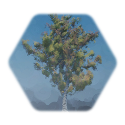 Birch Tree