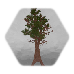 Chandalier Sequoia Tree