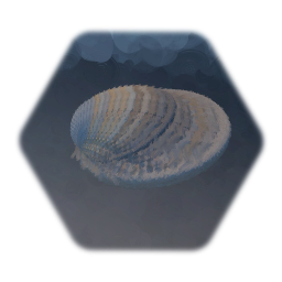 Seashell