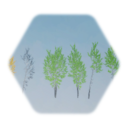 Quaking Aspen Tree (Mature)